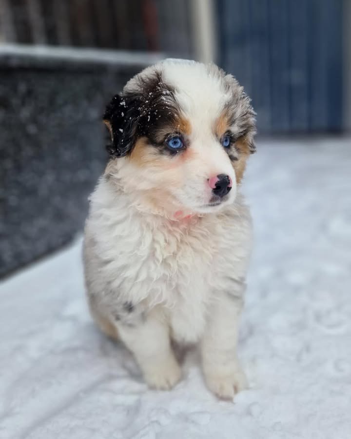 Jayden - Australian Shepherd Puppy